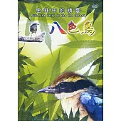 密林中的精靈：八色鳥