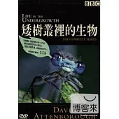 矮樹叢裡的生物 DVD