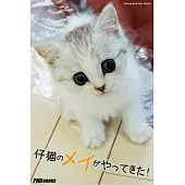 仔猫のメイがやってきた! (電子書)