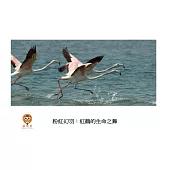 粉紅幻羽：紅鶴的生命之舞中文有聲繪本 (電子書)