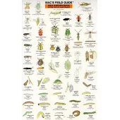 Mac’s Field Guide: Bad Garden Bugs of the Pacific Northwest : Good Garden Bugs of the Pacific Northwest