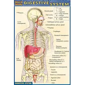 Digestive System Quick Reference Guide