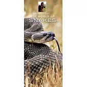 The World of Snakes
