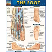The Foot