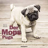 Knesebeck Pugs 2017 Calendar