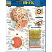 Anatomy of the Senses: Quickstudy Laminated Reference Guide