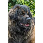 Notebook: Leonberger Giant Dog Dogs Puppy Puppies Breed