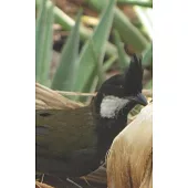 Notebook: Eastern Whipbird Australian Wildlife