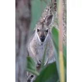 Notebook: Mother And Baby Wallabies Australian Wildlife