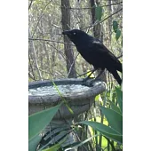 Notebook: Australian Black Crow Drinking Bird Bath