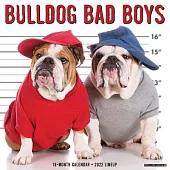 Bulldog Bad Boys 2022 Wall Calendar