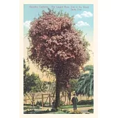 Vintage Journal Rose Trees, Santa Cruz