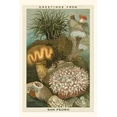 Vintage Journal Greetings from San Pedro