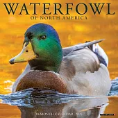 Waterfowl 2024 12 X 12 Wall Calendar