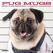 Pug Mugs 2024 7 X 7 Mini Wall Calendar