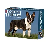 Boston Terriers 2025 6.2 X 5.4 Box Calendar