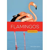 Flamingos