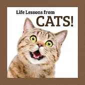 Life Lessons from Cats