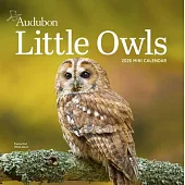Audubon Little Owls Mini Wall Calendar 2026