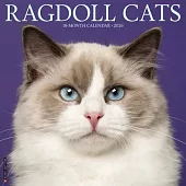 Ragdoll Cats 2026 Wall Calendar