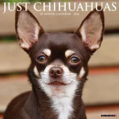 Chihuahuas 2026 Wall Calendar
