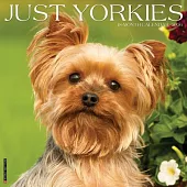 Yorkies 2026 Wall Calendar