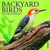 Backyard Birds Mini Wall Calendar