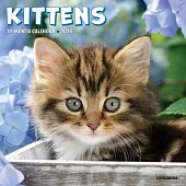 Kittens 2026 Mini Wall Calendar