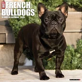 French Bulldogs 2026 Wall Calendar