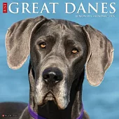 Great Danes 2026 Wall Calendar