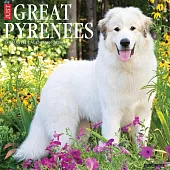 Great Pyrenees 2026 Wall Calendar