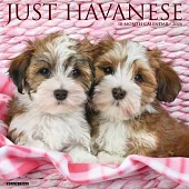 Havanese 2026 Wall Calendar