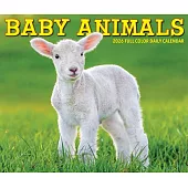 Baby Animals 2026 Box Calendar