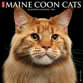 Maine Coon Cats 2026 Wall Calendar