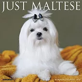 Maltese 2026 Wall Calendar