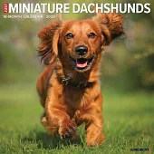 Miniature Dachshunds 2026 Wall Calendar