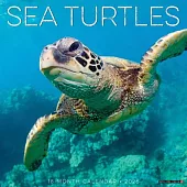Sea Turtles 2026 Wall Calendar