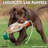 Chocolate Lab Puppies 2026 12 X 12 Wall Calendar