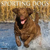 Sporting Dogs 2026 12 X 12 Wall Calendar