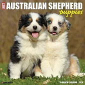 Australian Shepherd Puppies 2026 12 X 12 Wall Calendar