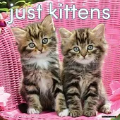 Kittens 2026 12 X 12 Wall Calendar