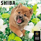 柴犬2025年掛曆