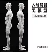 F&G樹脂仿真解剖人像1:6 高26.8cm 白 -男