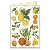 美國 Cavallini & Co. Greeting Cards 卡片/萬用卡 柑橘類