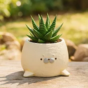 【日本Green House】可愛動物 裝飾小盆栽 ‧ 海豹