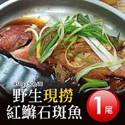 【優鮮配】野生紅鰷石斑魚X1條(450g±50G/條)