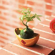 【迎光】元寶發財樹植栽