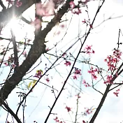 【講茶】蜂蜜熟果香-清心烏龍 蜜香烏龍(150g)