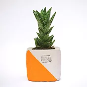 URBAN GREEN MAKERS方型清水模盆器 / 橘 / L