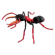 【4D MASTER】立體拼組模型昆蟲系列-鬥牛蟻 BULLDOG ANT 20217A